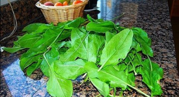 Nejlepší recepty, jak správně zamrazit šťovík na zimu do polévky